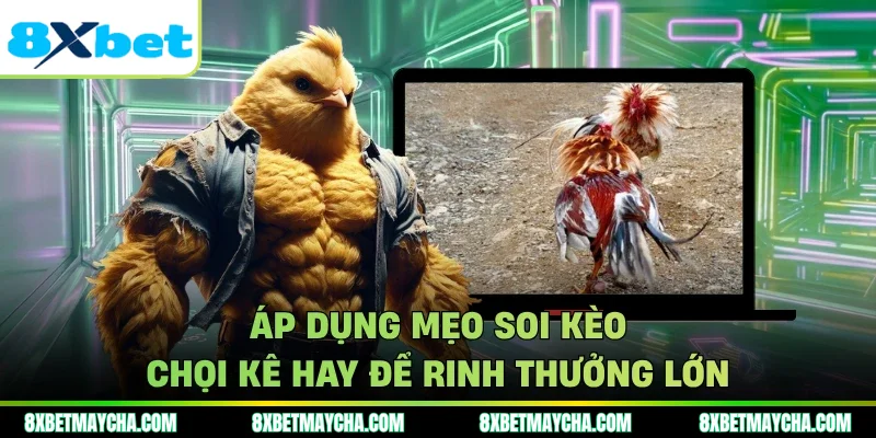 Áp dụng mẹo soi kèo chọi kê hay để rinh thưởng lớn