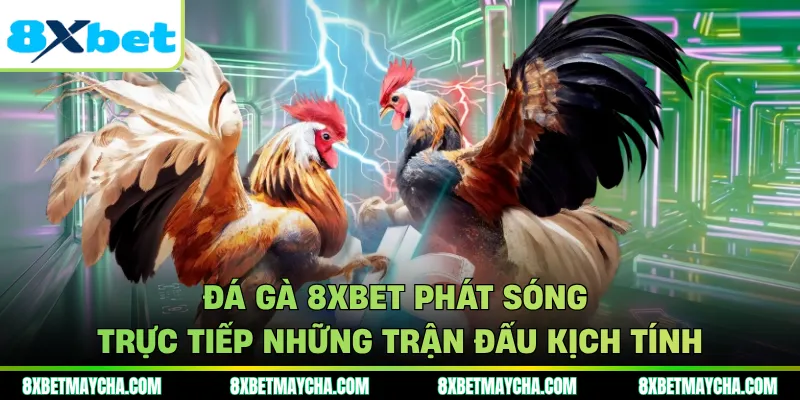 Trải nghiệm dịch vụ đá gà 8XBET vô cùng tuyệt vời