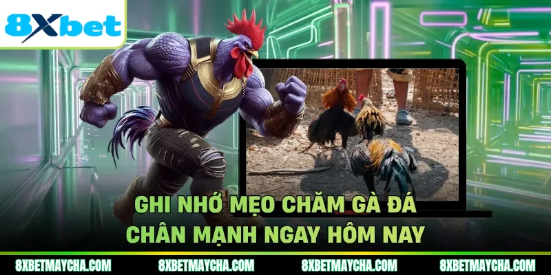 Ghi nhớ mẹo chăm gà đá chân mạnh ngay hôm nay