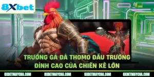 Trường Gà Đá Thomo Đấu Trường Đỉnh Cao Của Chiến Kê Lớn